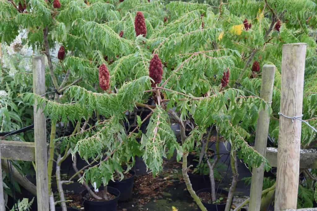Rhus typhina 'Dissecta' 200-250 cm